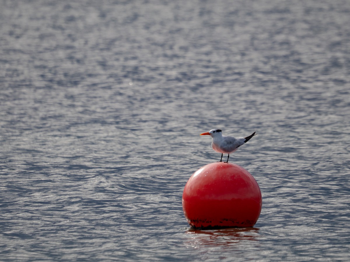 Royal Tern - ML644228307