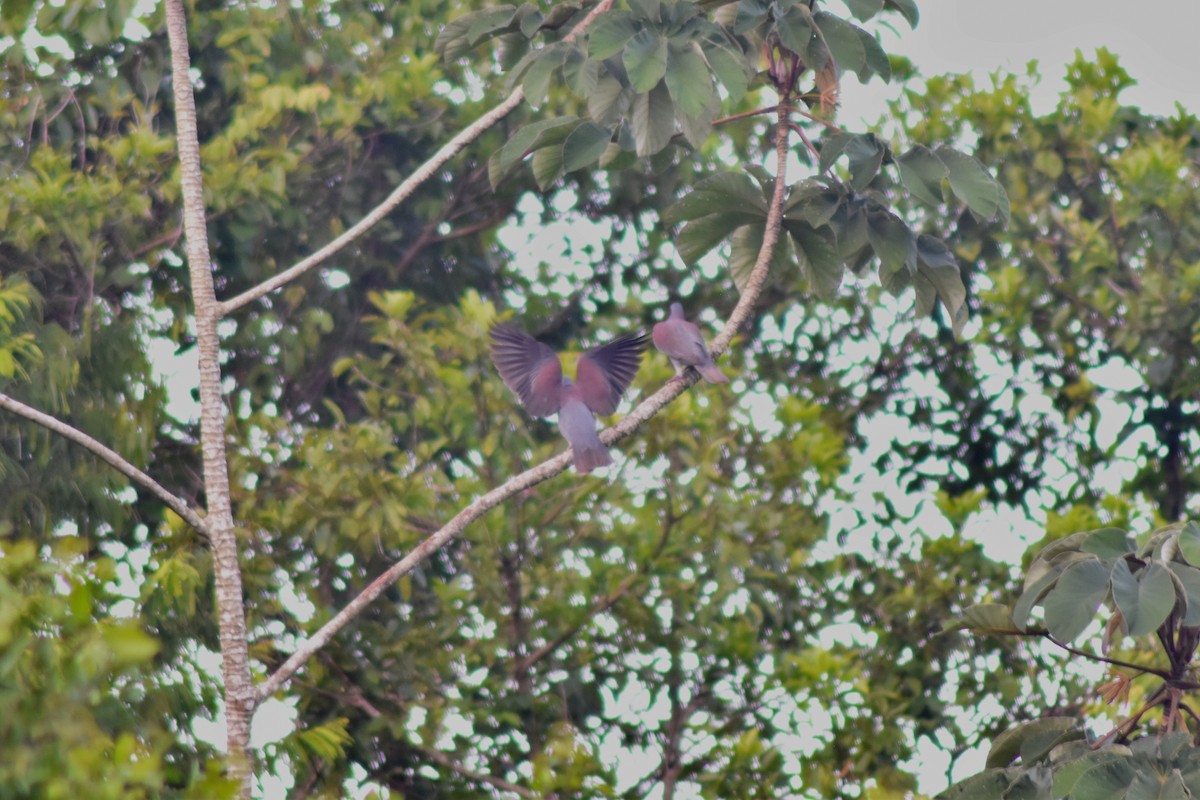 Pale-vented Pigeon - ML644228312