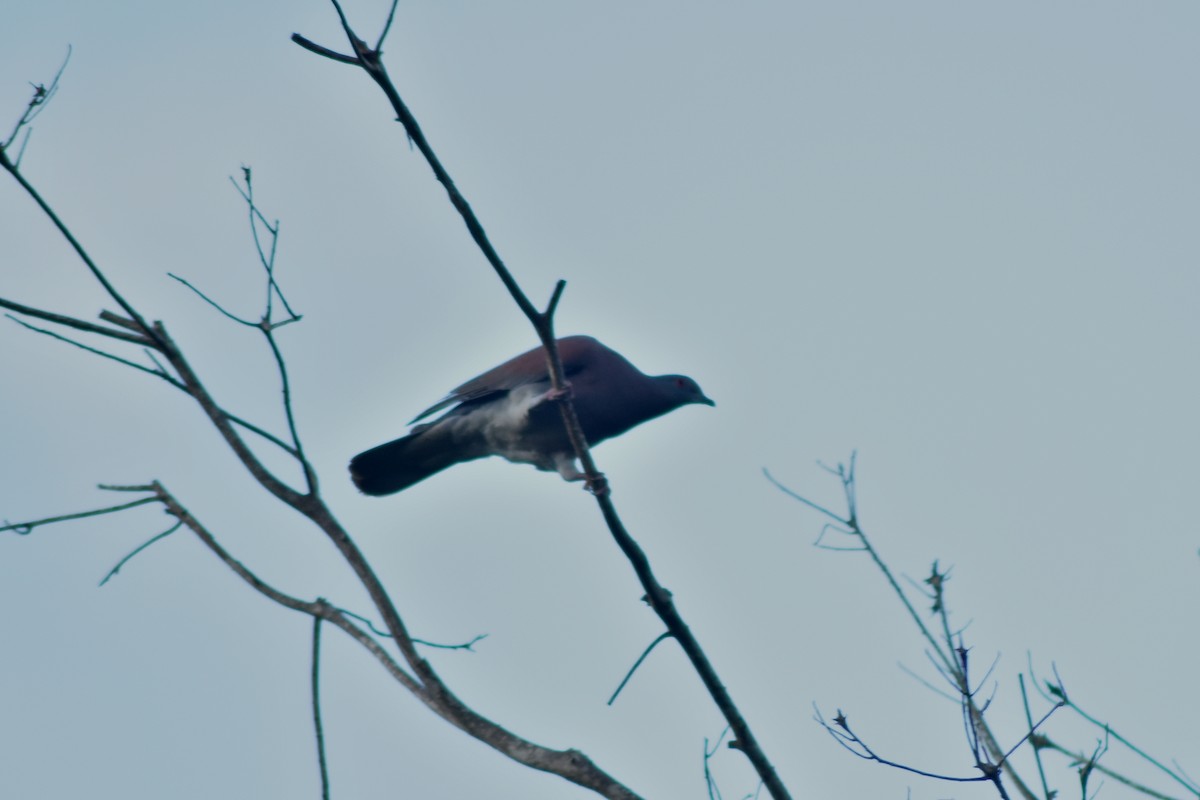Pale-vented Pigeon - ML644228313