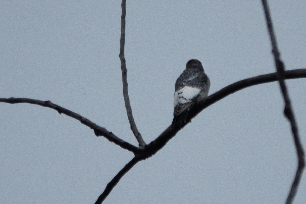 Red-headed Woodpecker - ML644228317