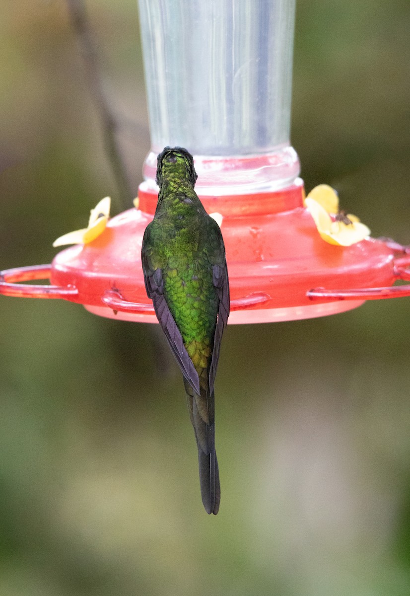 İmparator Pırıltı - ML644228322