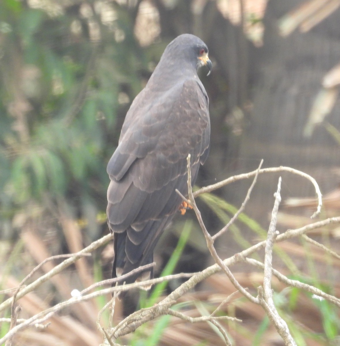 Snail Kite - ML644228334