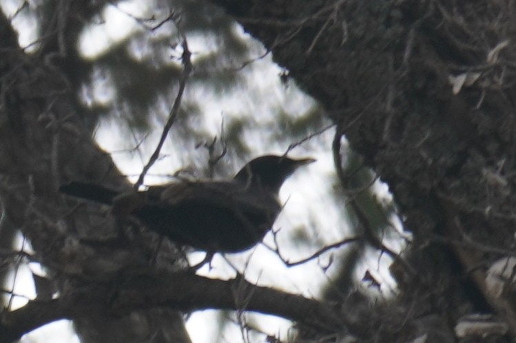 Ring Ouzel - ML644228337