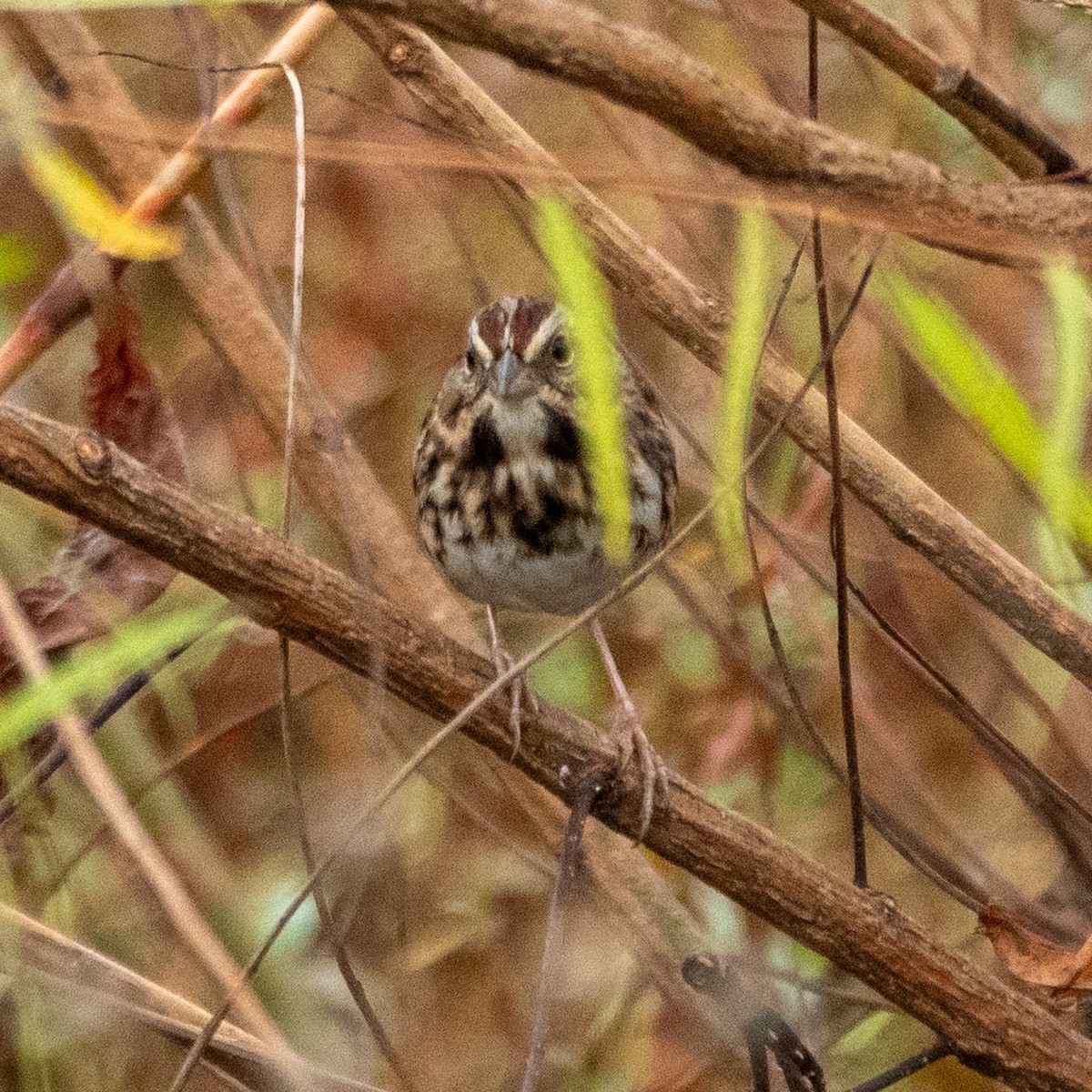Song Sparrow - ML644228341