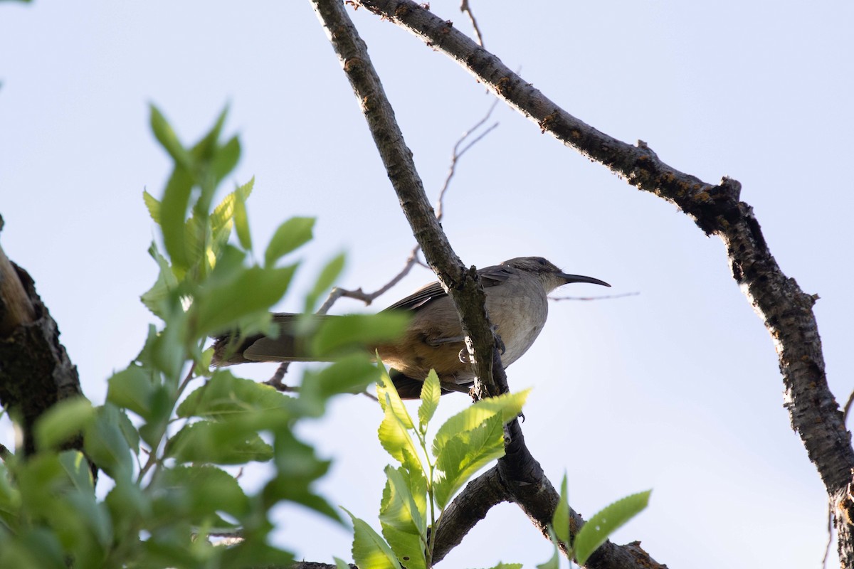 Kalifornienspottdrossel - ML644228343