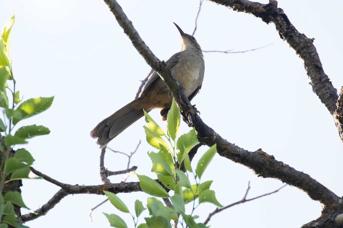 Kalifornienspottdrossel - ML644228344