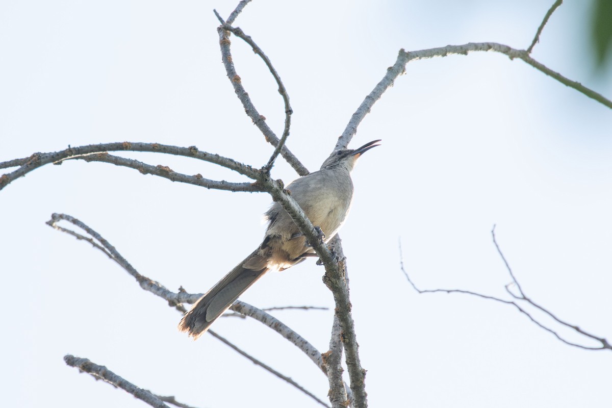 Kalifornienspottdrossel - ML644228345