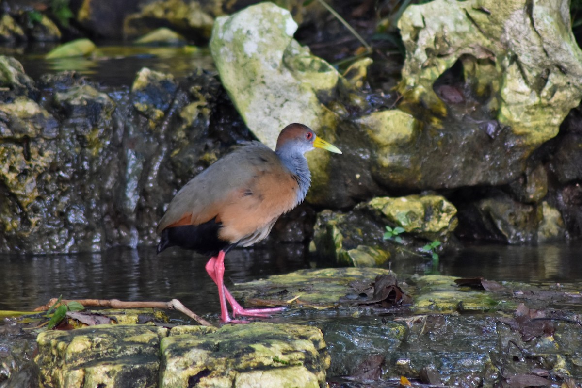 Russet-naped Wood-Rail - ML644228347