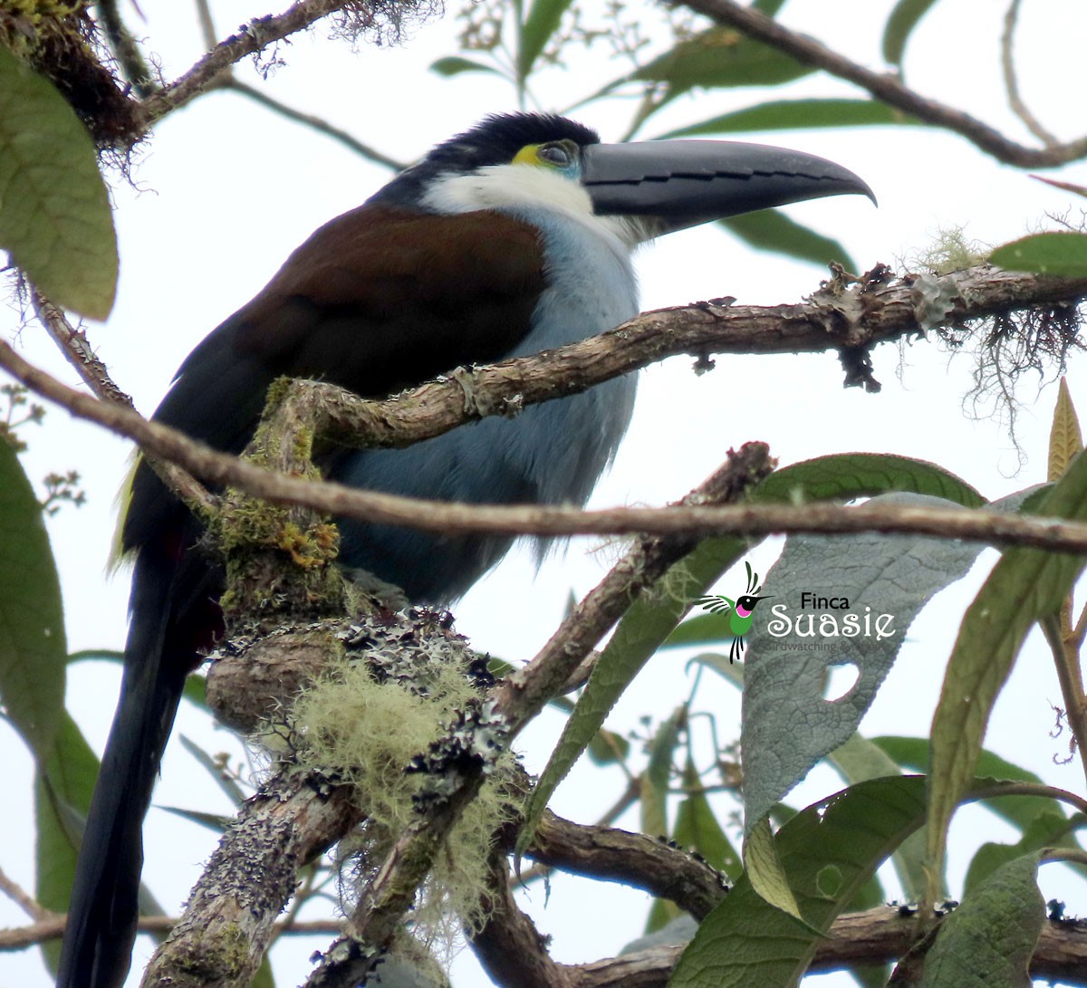 Black-billed Mountain-Toucan - ML644228348