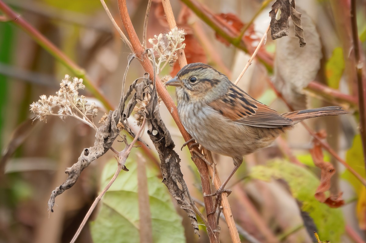 Swamp Sparrow - ML644228351