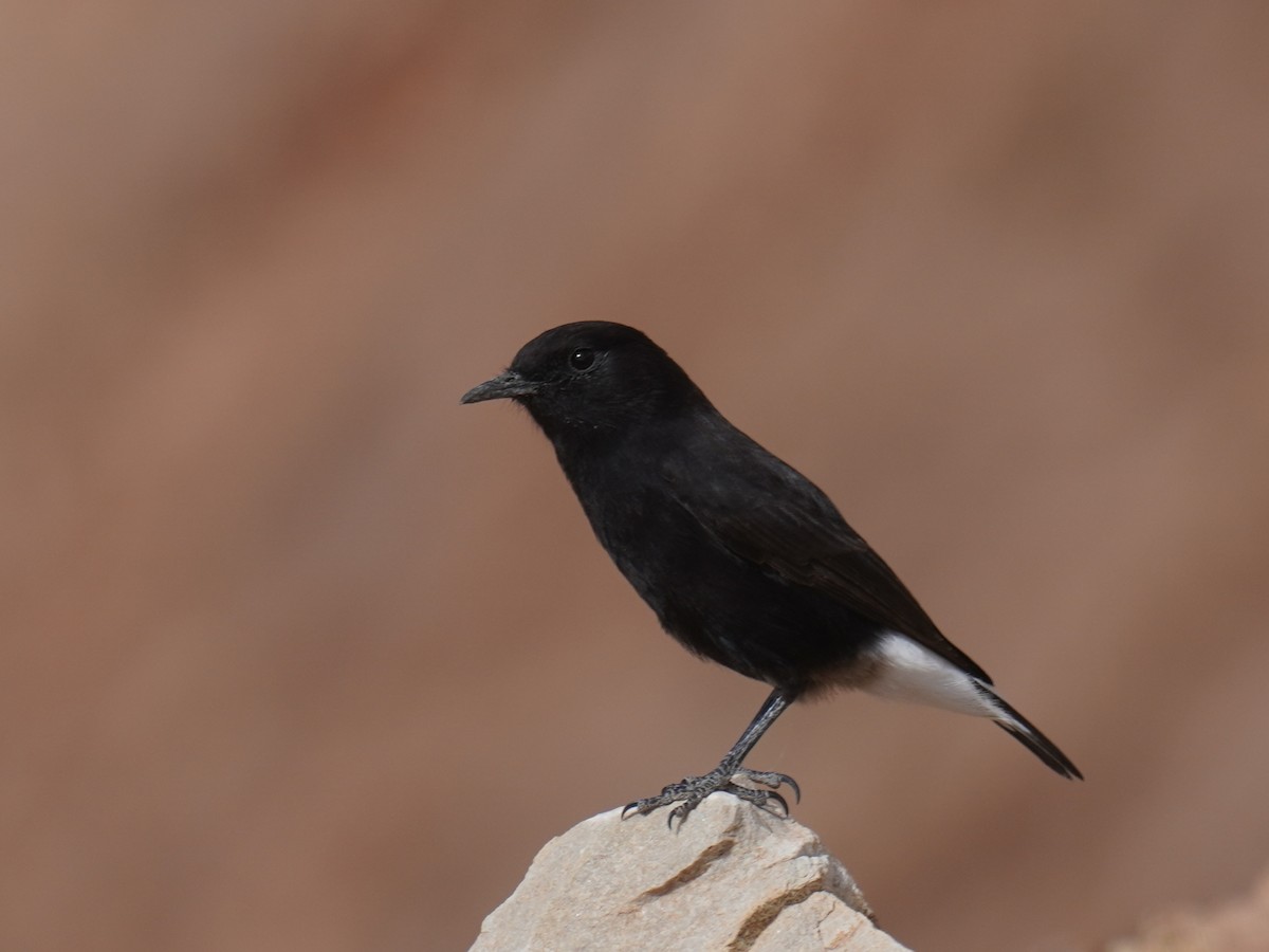 Black Wheatear - ML644228352