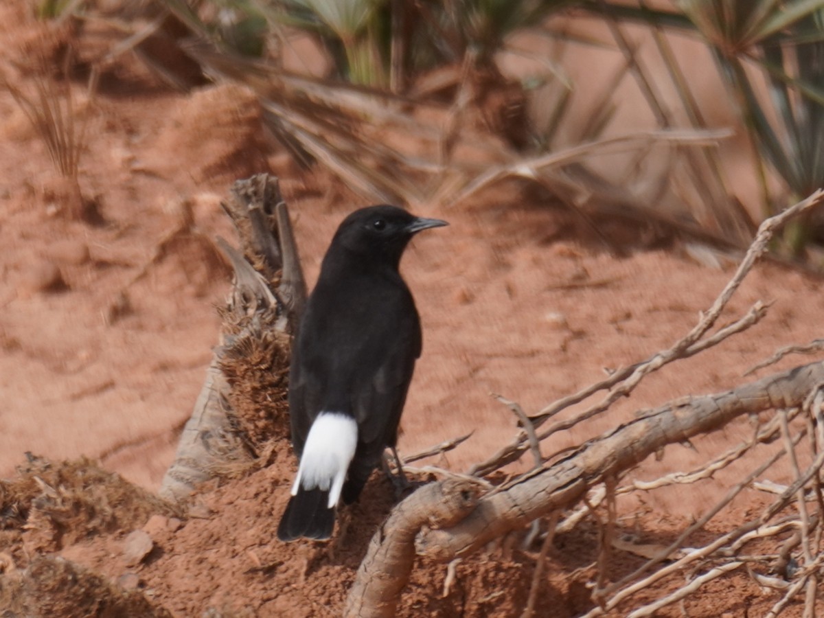 Black Wheatear - ML644228353