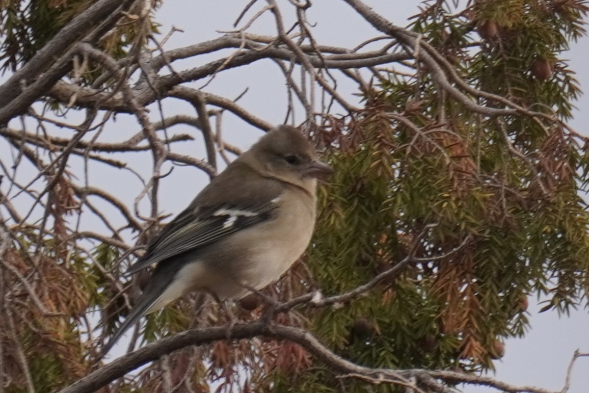 African Chaffinch - ML644228358