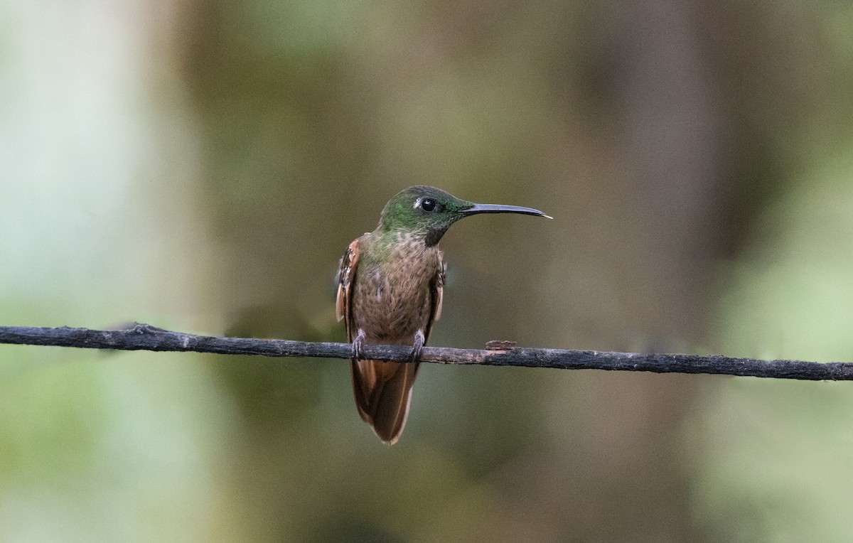 Fawn-breasted Brilliant - ML644228363