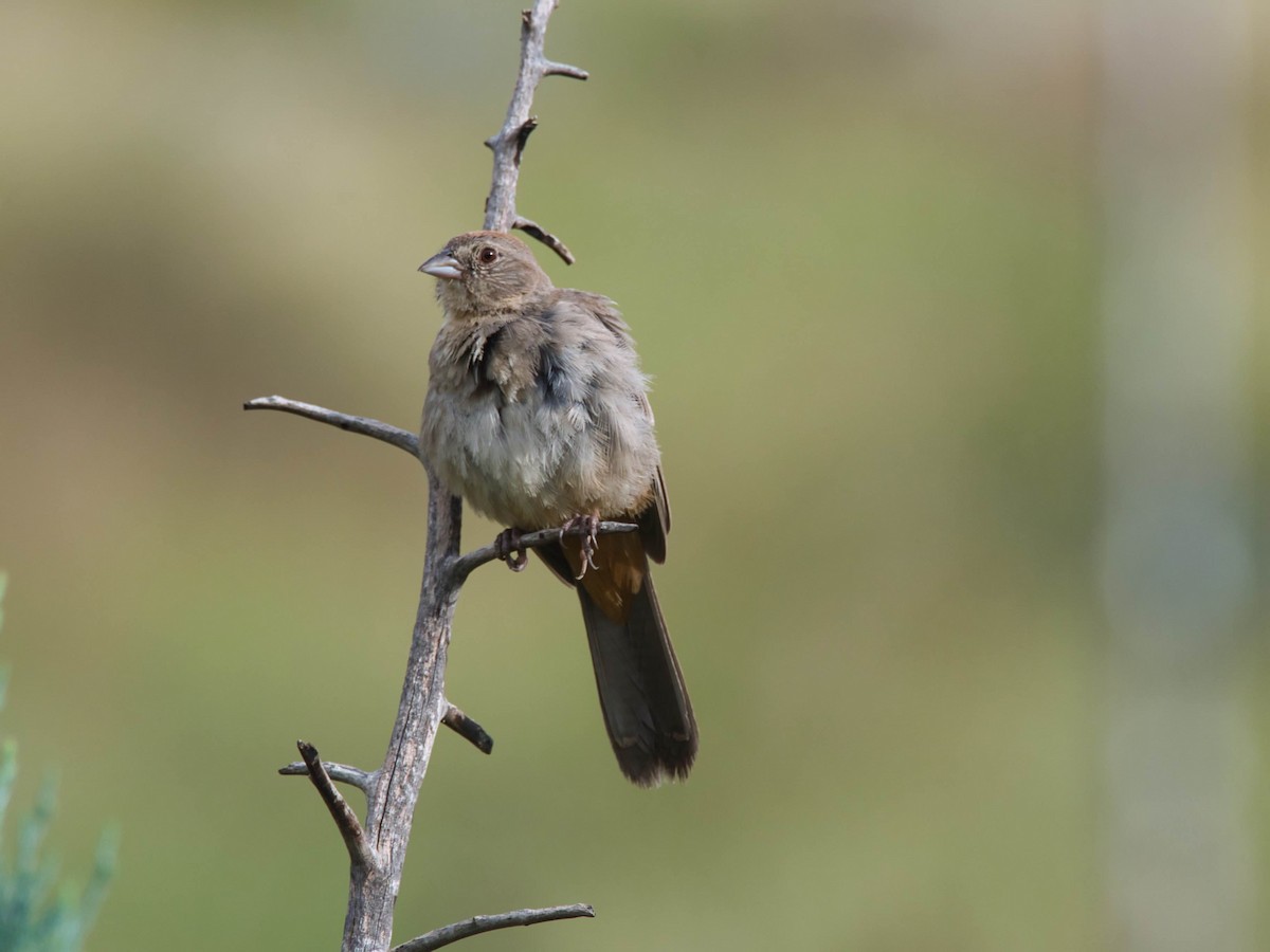 Canyon Towhee - ML644228364