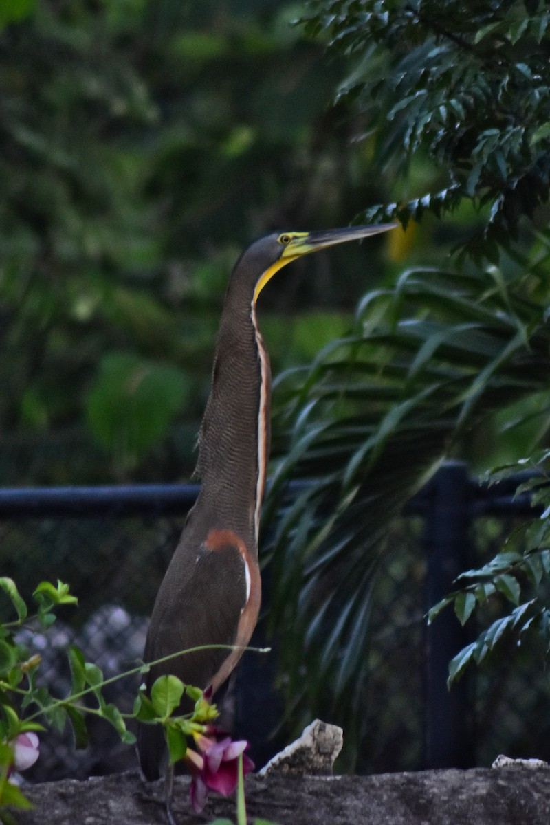 Bare-throated Tiger-Heron - ML644228368