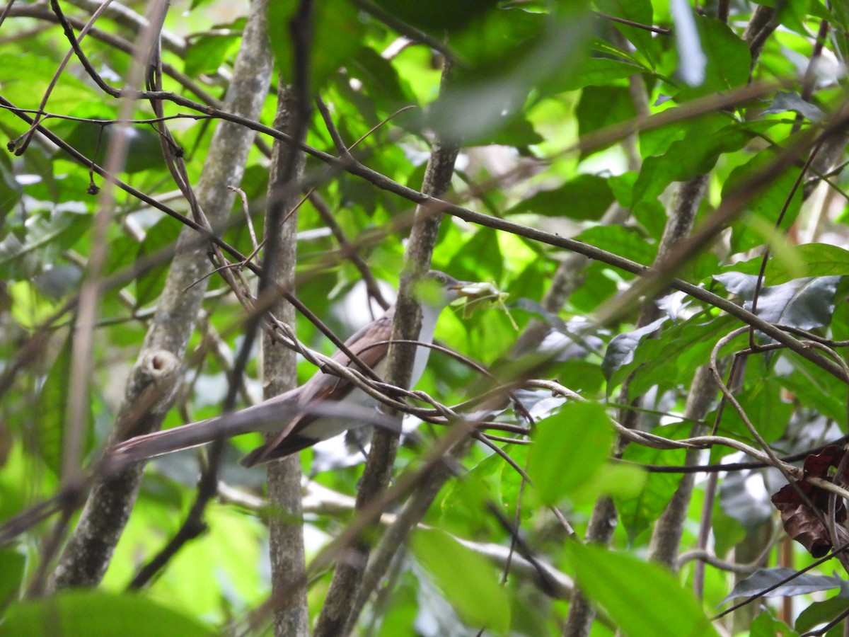 Coulicou à bec jaune - ML644228369