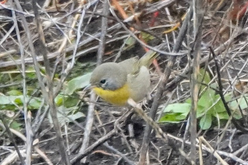Common Yellowthroat - ML644228377