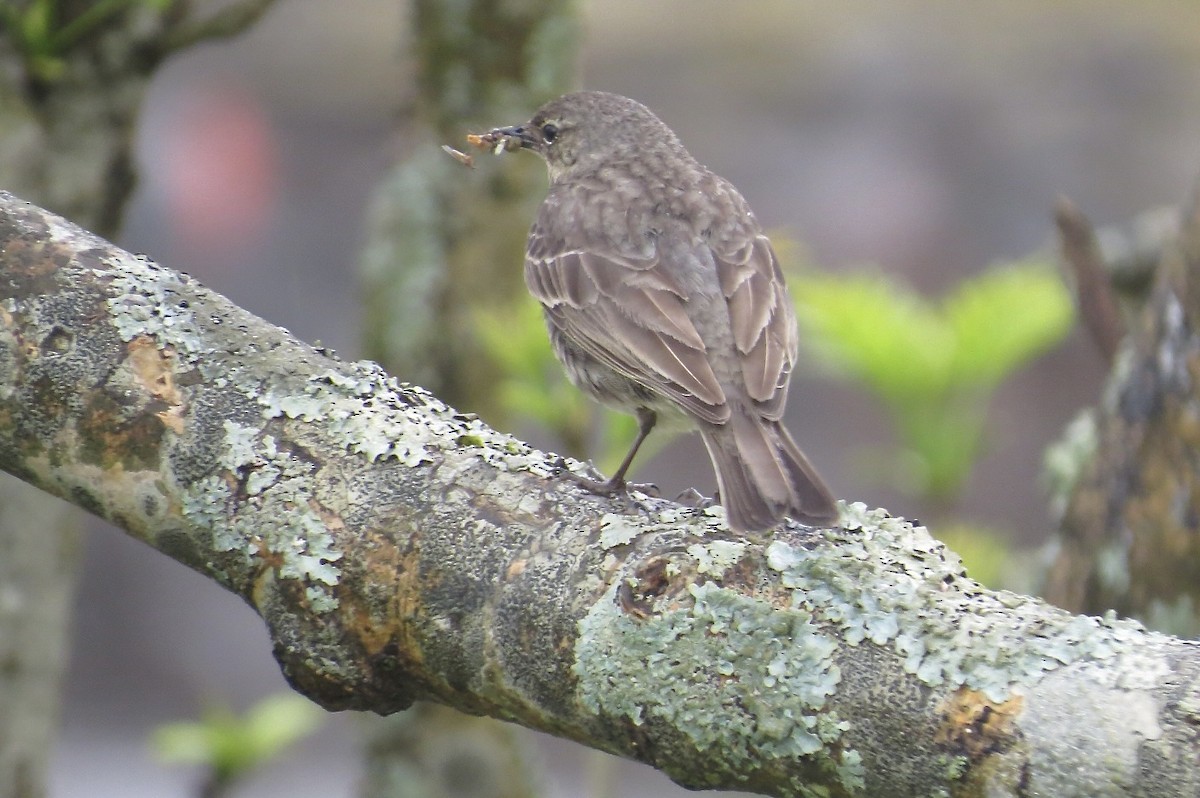 Rock Pipit - ML644228378