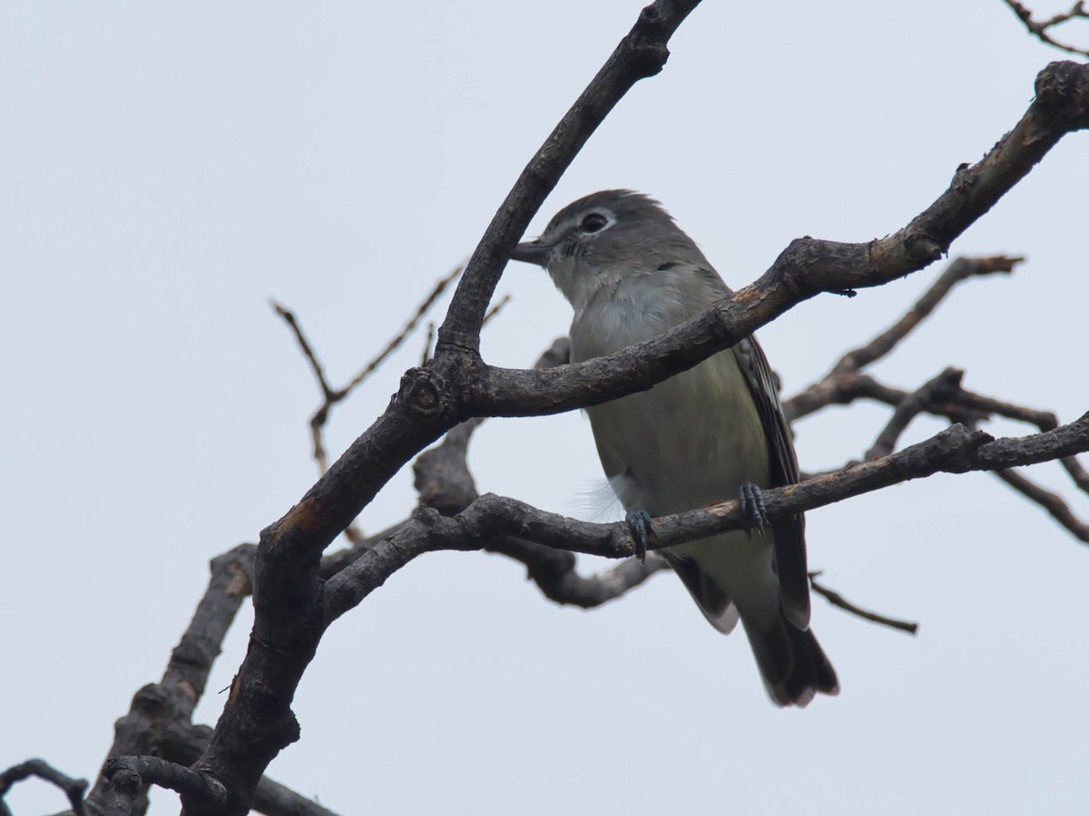 Plumbeous Vireo - ML644228382