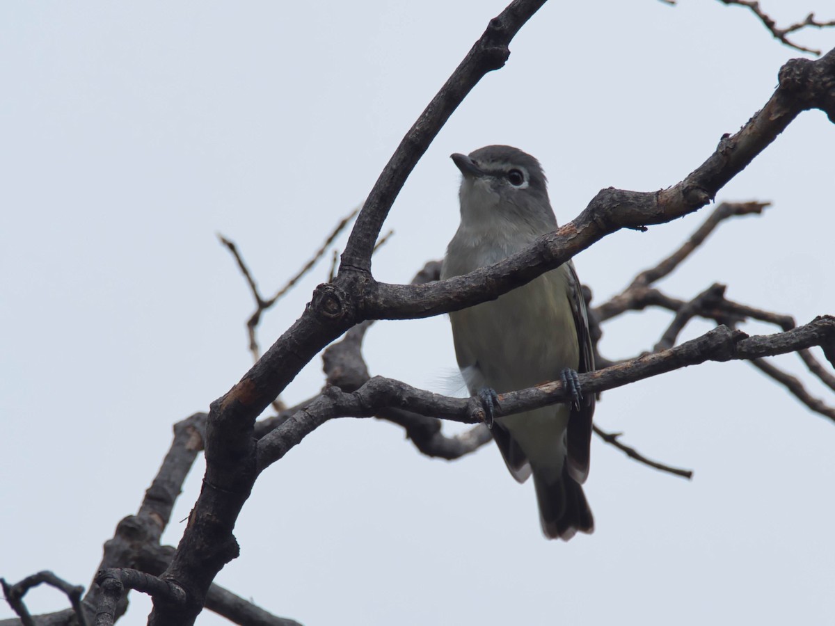 Plumbeous Vireo - ML644228383