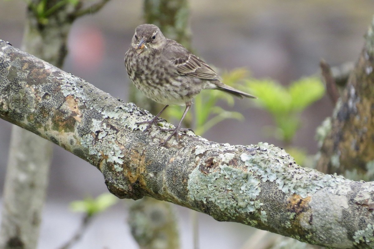 Rock Pipit - ML644228384