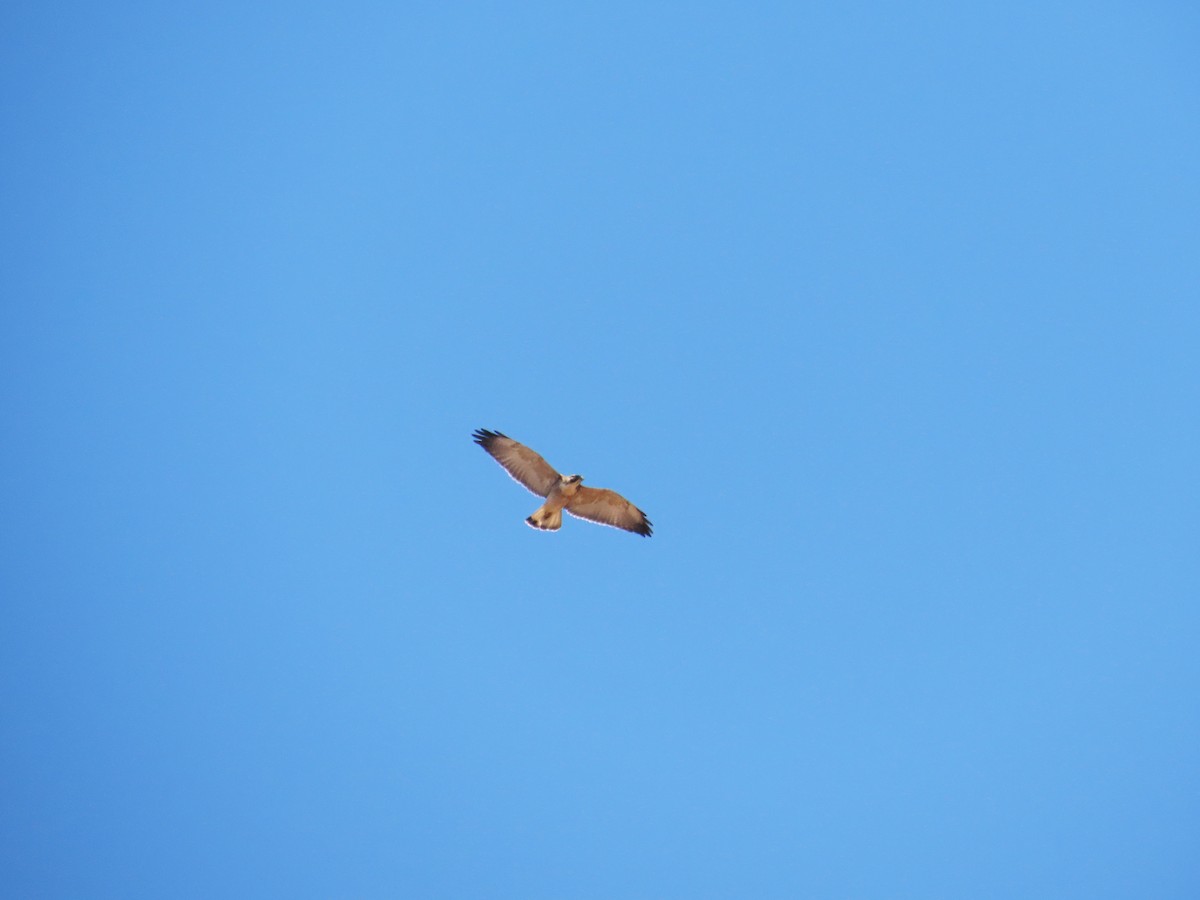 Variable Hawk - ML644228385