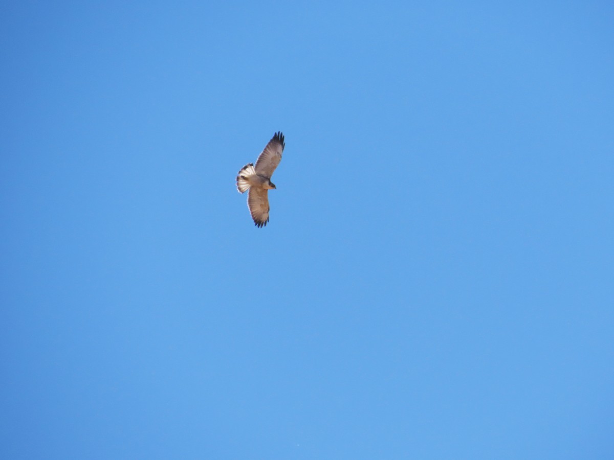 Variable Hawk - ML644228386