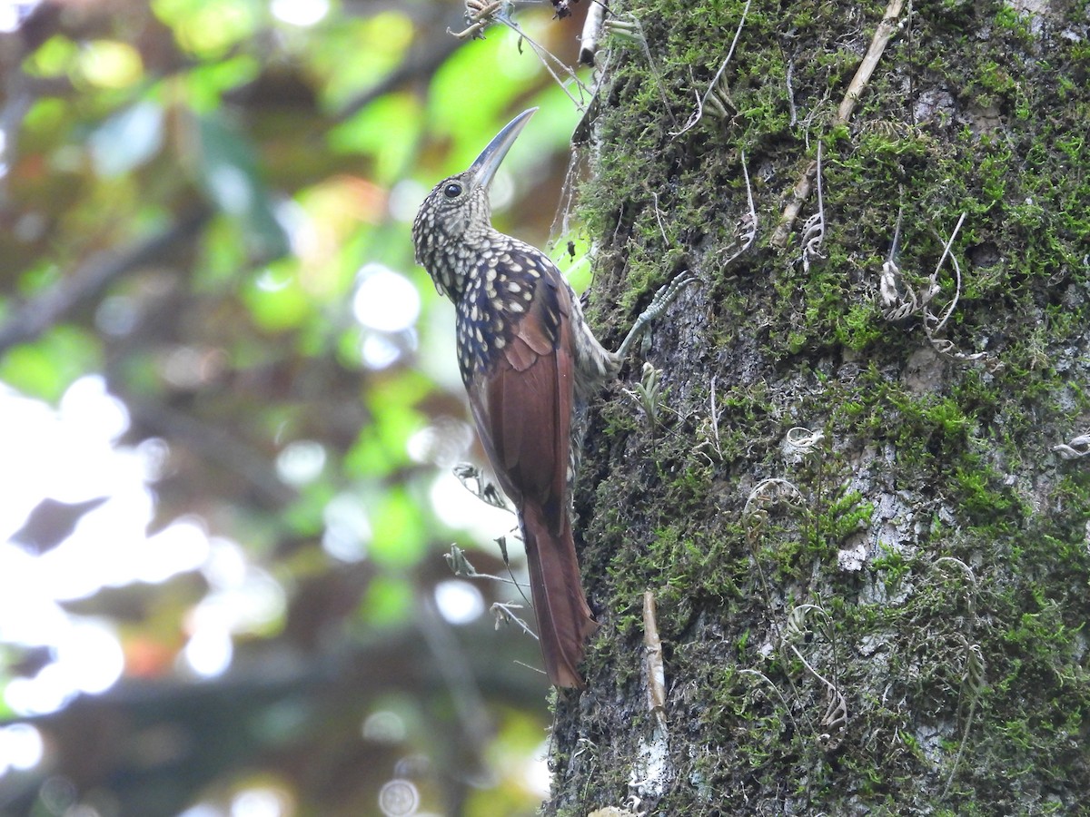 Schwarzrücken-Baumsteiger - ML644228387