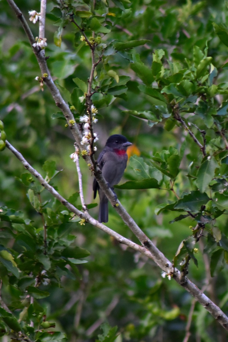 Rose-throated Becard - ML644228394