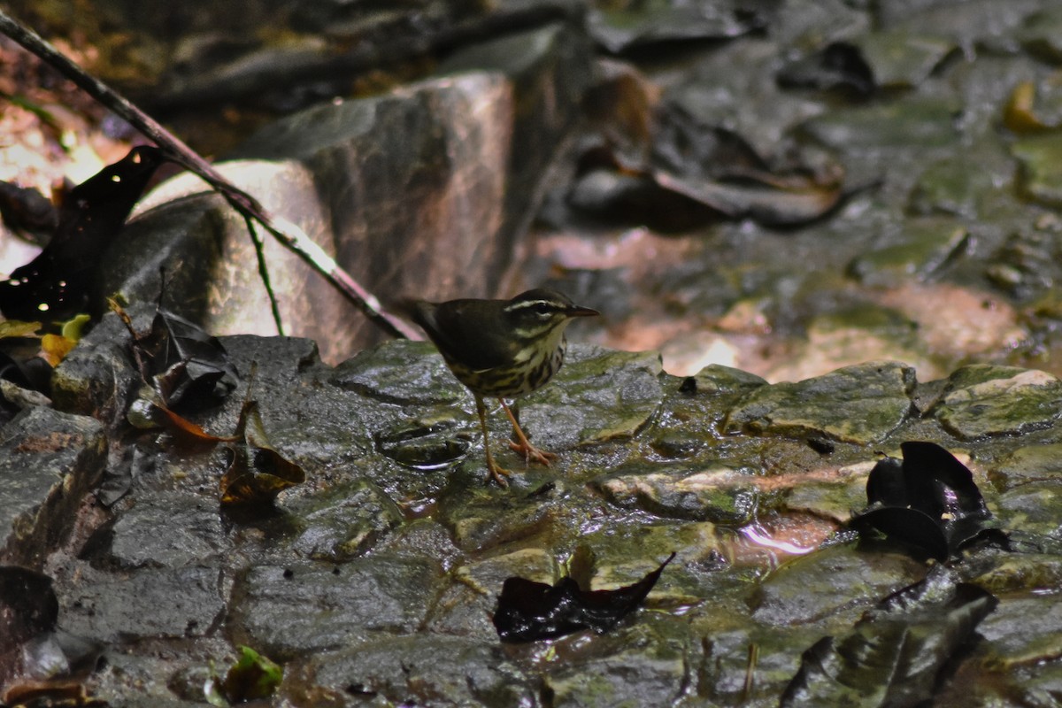 Louisiana Waterthrush - ML644228404