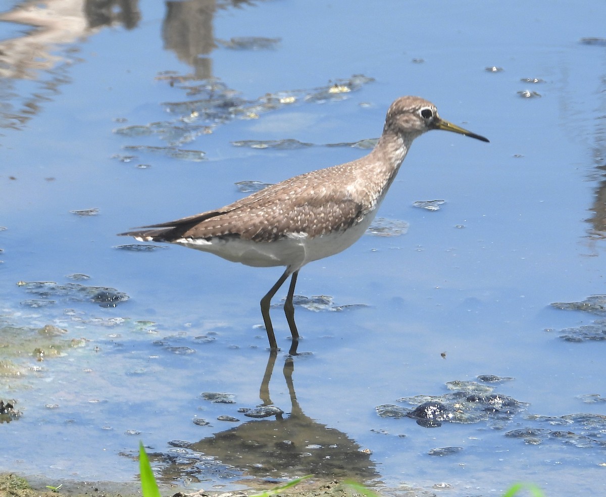 Solitary Sandpiper - ML644228415