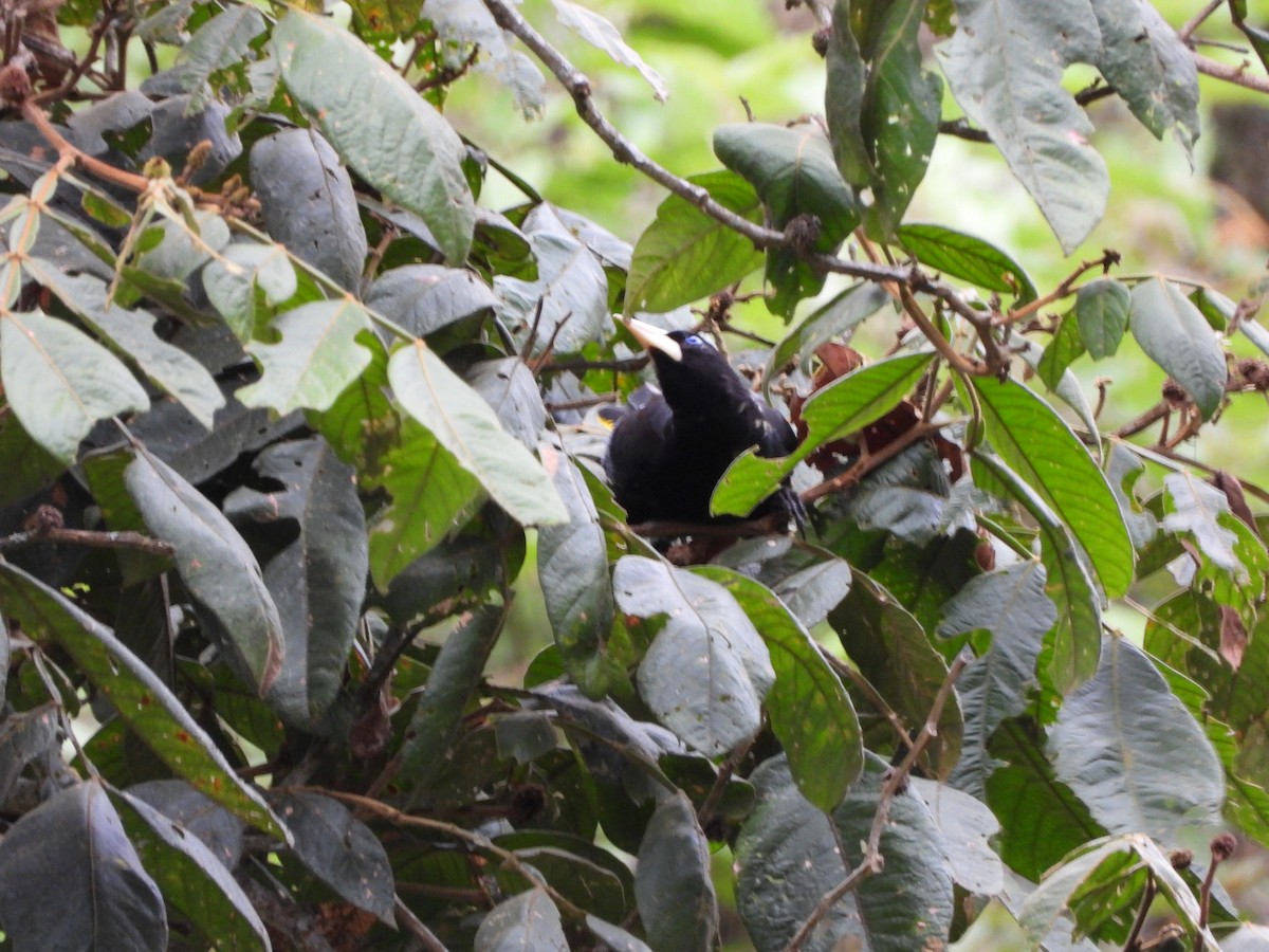 Crested Oropendola - ML644228426