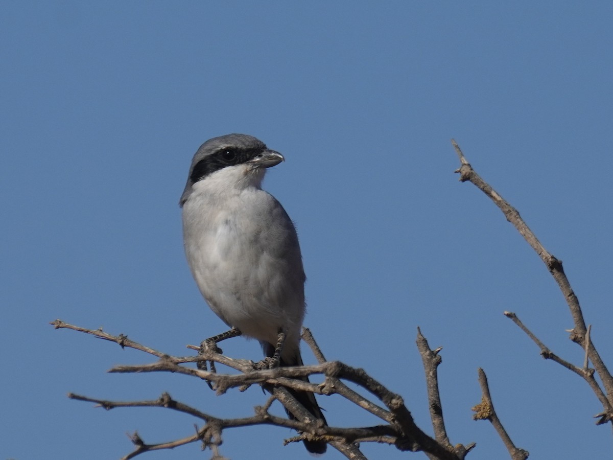 西方灰伯勞 - ML644228435