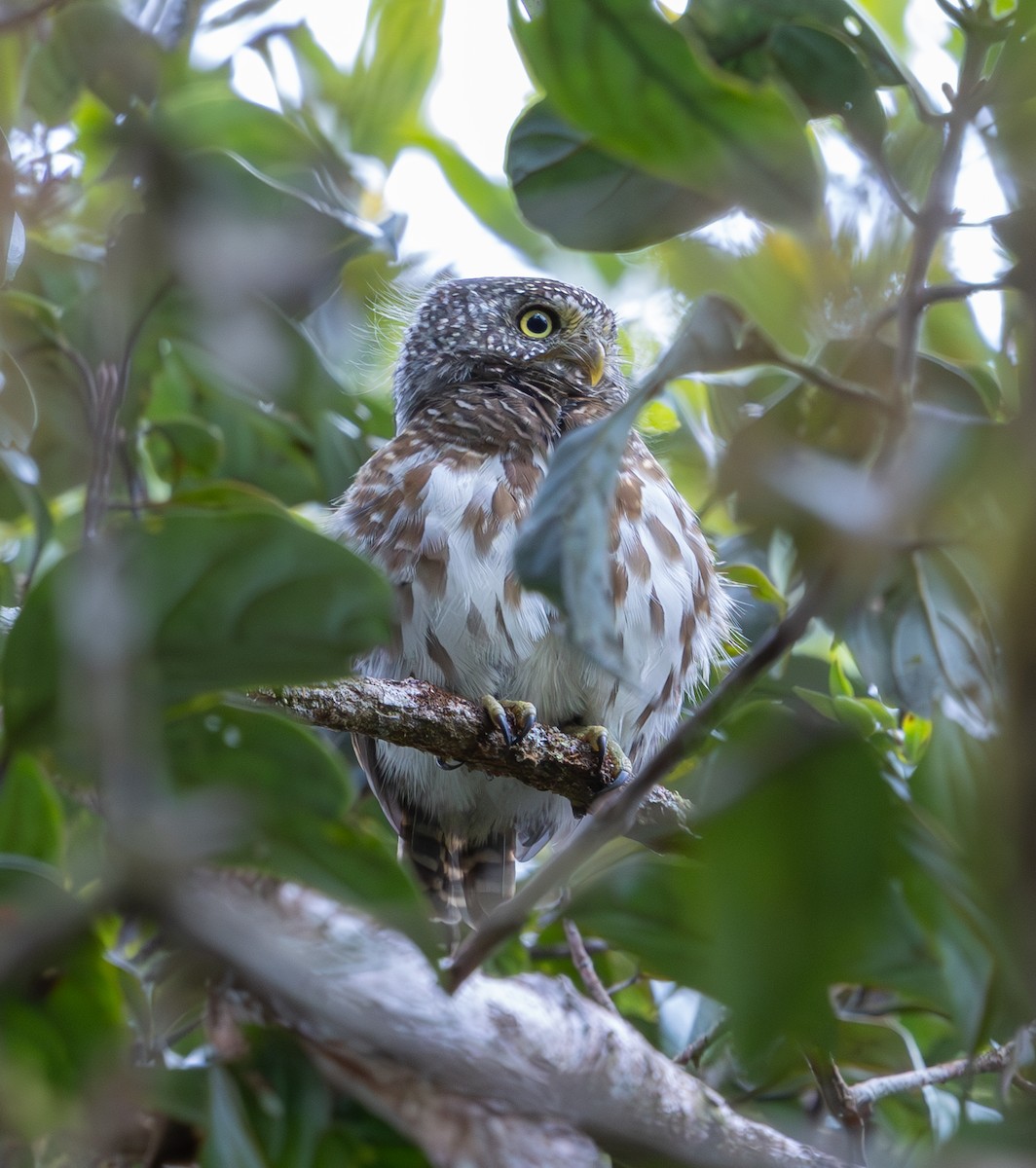 Sunda Owlet - ML644228436