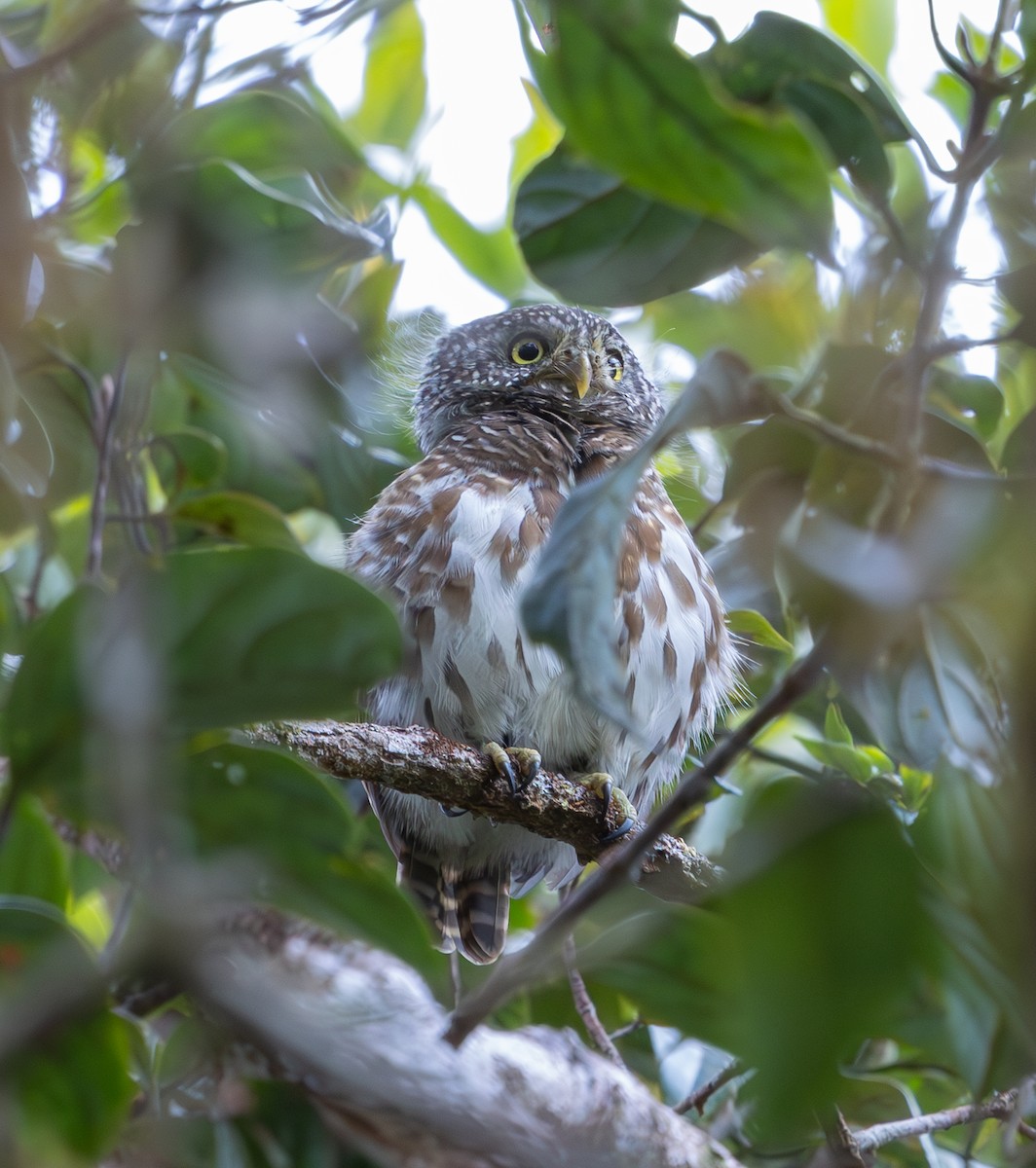 Sunda Owlet - ML644228437