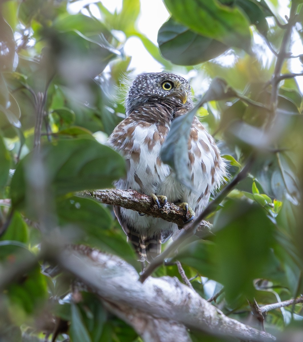 Sunda Owlet - ML644228438