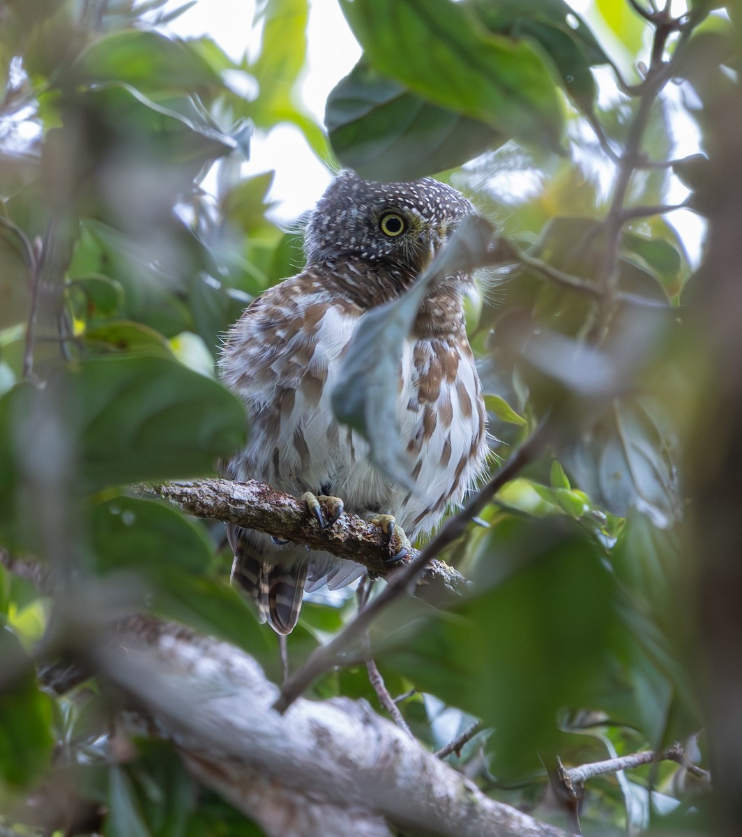 Sunda Owlet - ML644228439