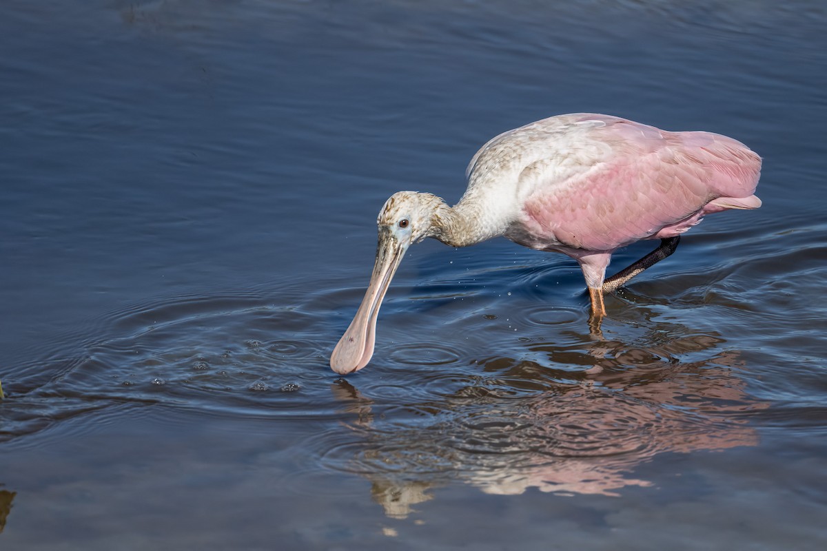 Roseate Spoonbill - ML644228441
