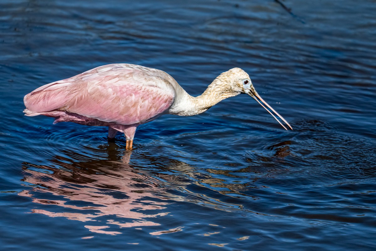 Roseate Spoonbill - ML644228442