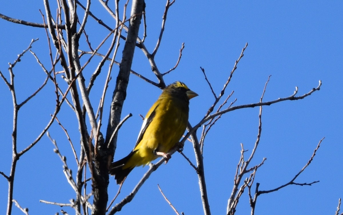 Evening Grosbeak - ML644228444