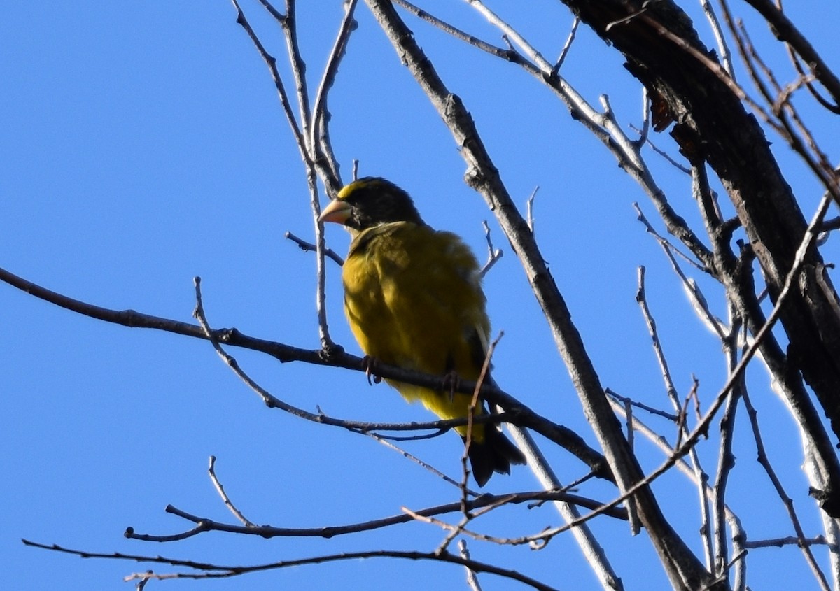 Evening Grosbeak - ML644228445