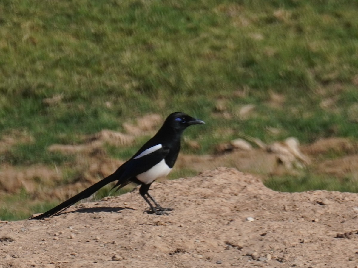 マグレブカササギ - ML644228446