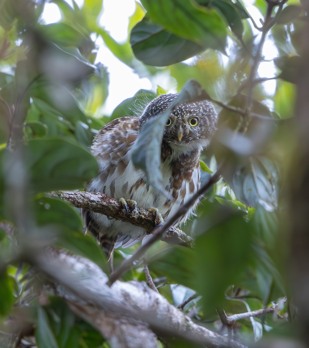 Sunda Owlet - ML644228447