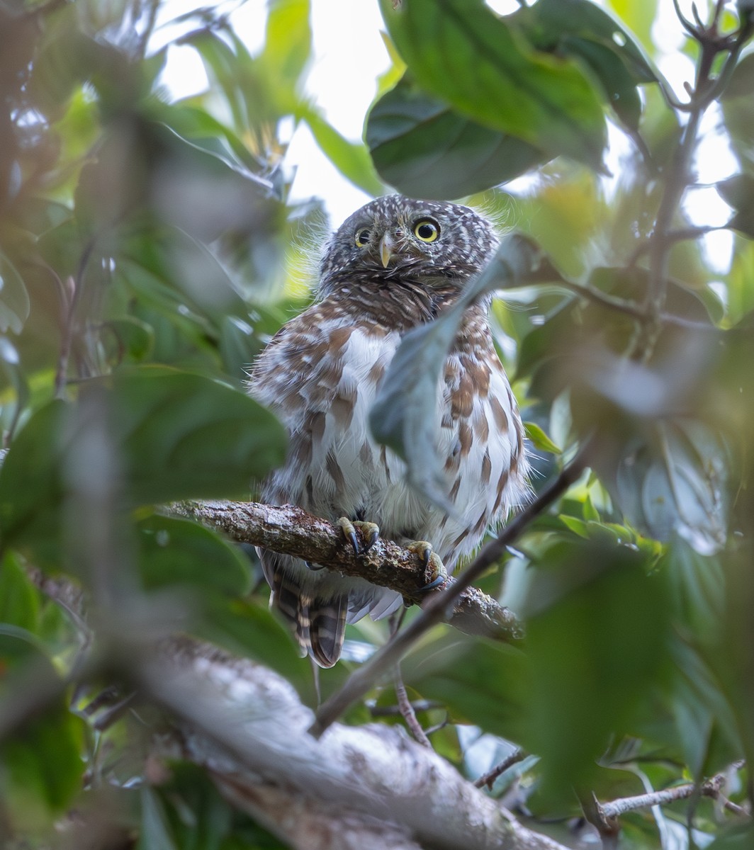 Sunda Owlet - ML644228448