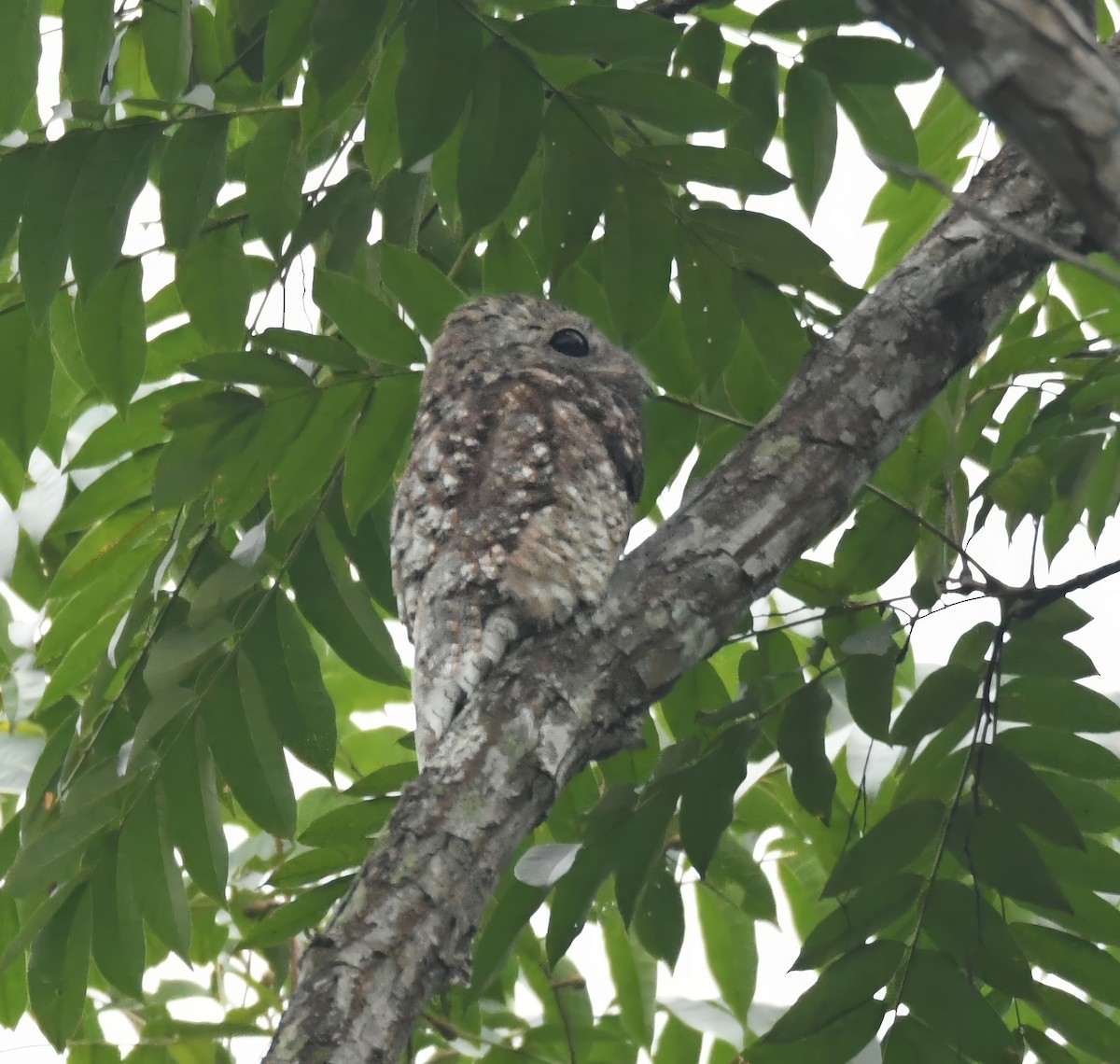 Great Potoo - ML644228455