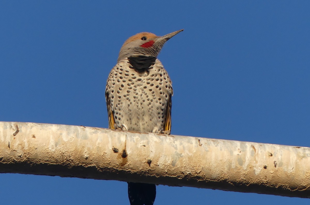 Gilded Flicker - ML644228456