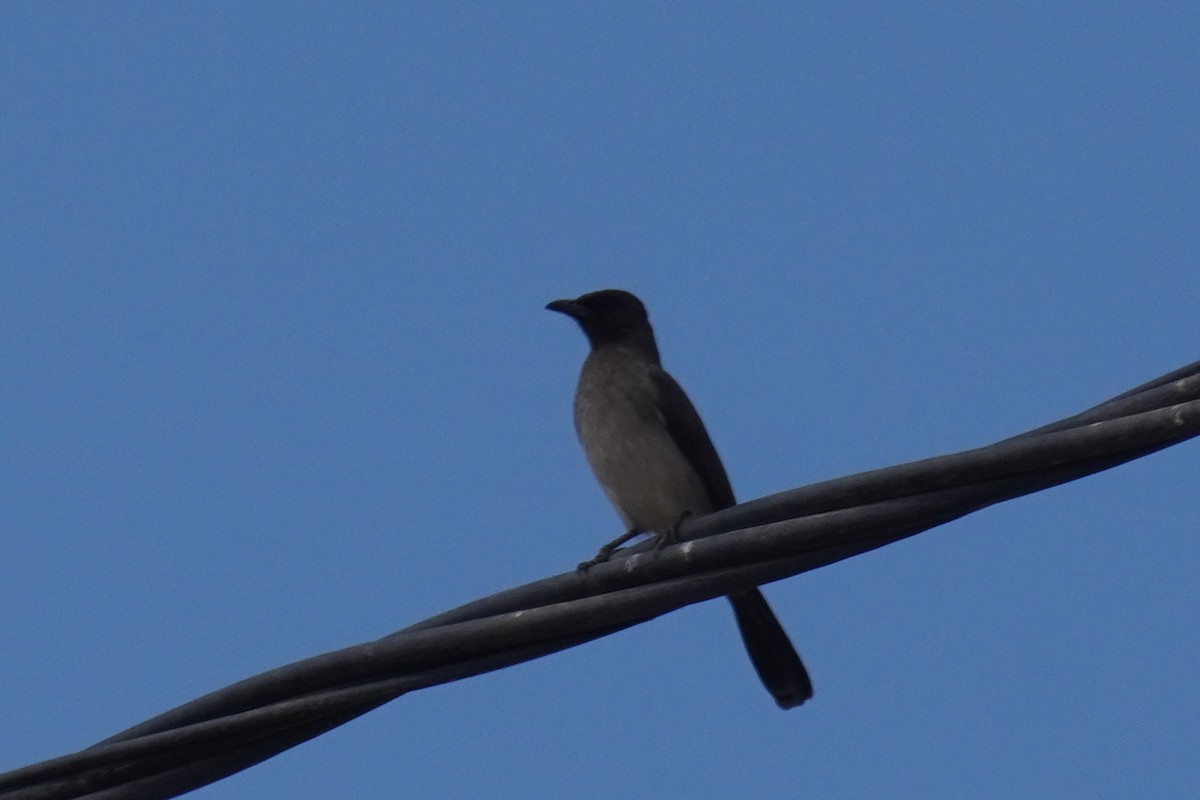 Common Bulbul - ML644228460