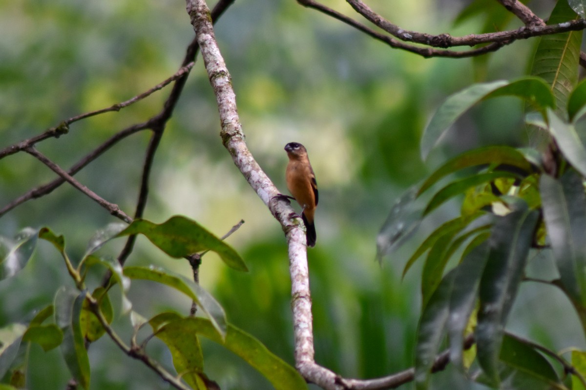 hvitkragefrøeter - ML644228465