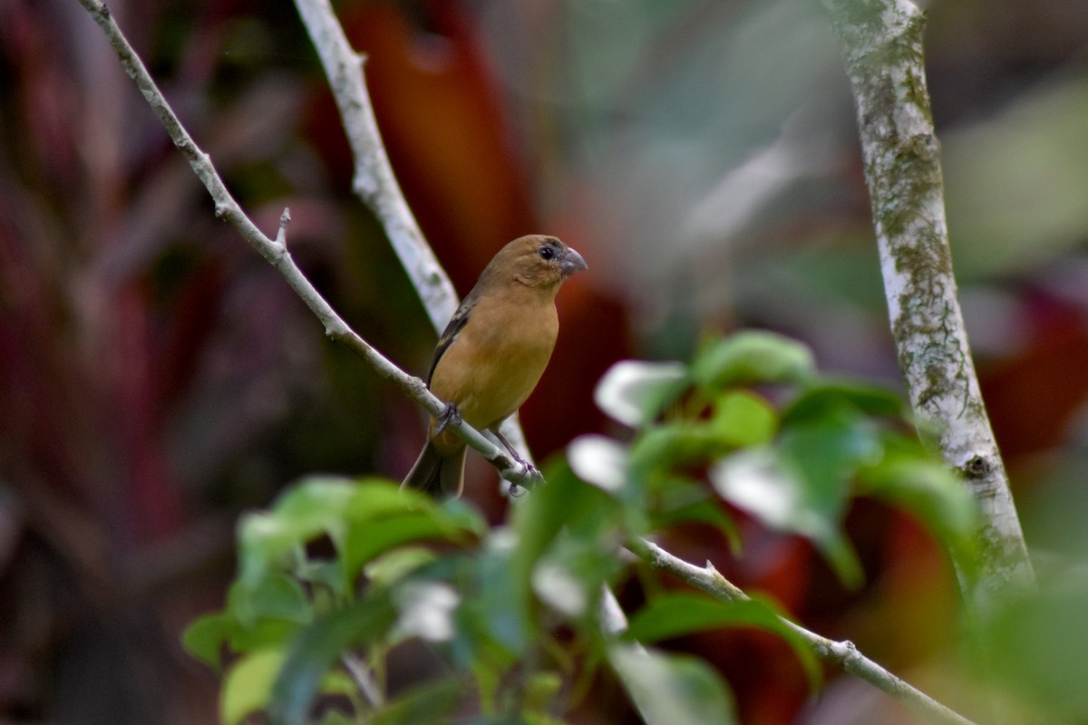 hvitkragefrøeter - ML644228466